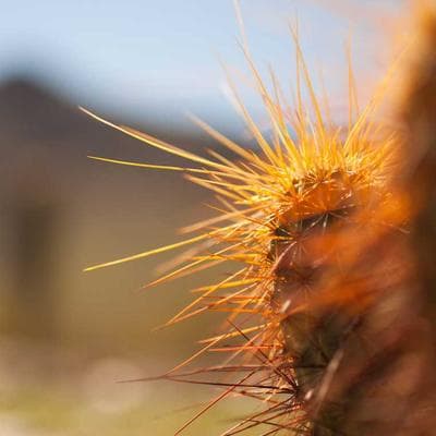 BlackVue Steering Lock Anti-Theft - Variant 12