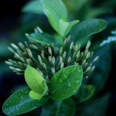 Nature Made White Noise Machine - Variant 12