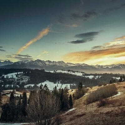 BPI Sports Knee Brace Support - Variant 7