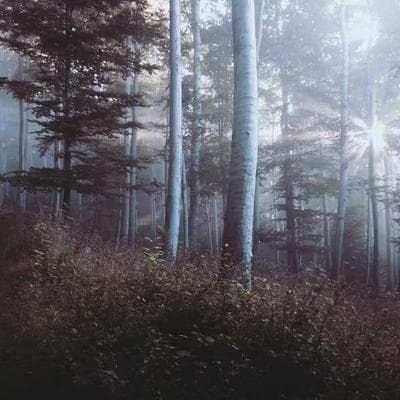 Lay's Arabica Beans 82kg Medium Roast - Variant 6