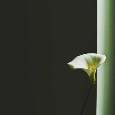 PetSafe Adult Cat Food 1kg Fish - Variant 12