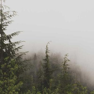 Tetra Dog Collar Adjustable 78cm