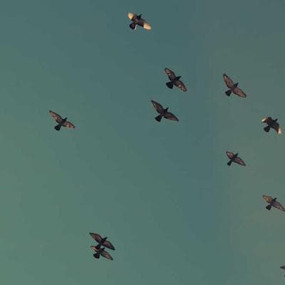 Beaphar Air Pump Silent