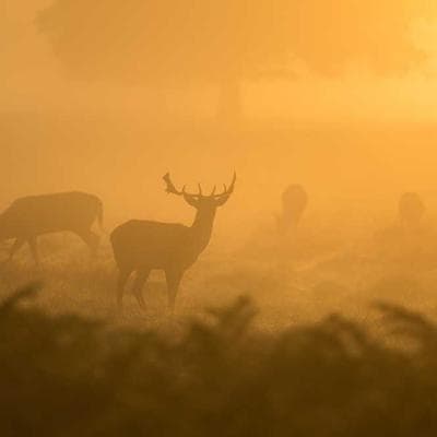 Block & Chisel Corner Desk L-Shaped - Variant 8