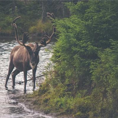 Lifetime Garden Bench Teak 2850cm - Variant 6