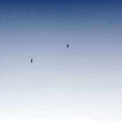 Keter Toy Chest 890cm Pine - Variant 12