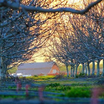 Seiko Engraved Cufflinks Gold - Variant 9