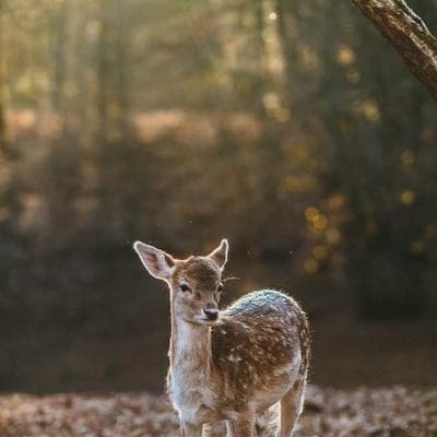 LG ROG Strix G4 - Variant 11