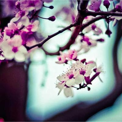 Martin Guitar Picks 492pc - Variant 12