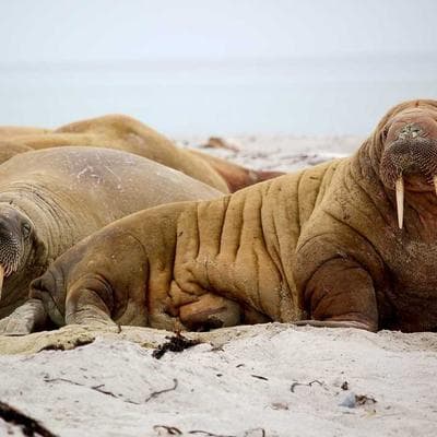 H&M Boys Cargo Shorts - Variant 7