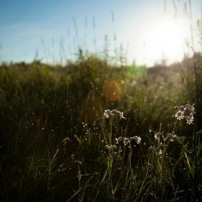 Nike Dri-FIT Training Shorts - Variant 8