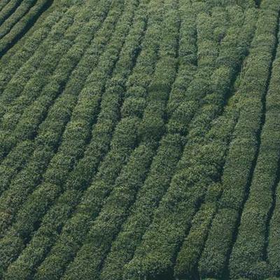 Wellington's Sugar White 82kg