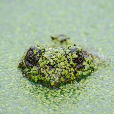 KitchenAid Slow Cooker 22.5L - Variant 11