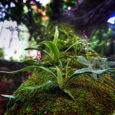 Tommee Tippee Cot Bed Convertible - Variant 10