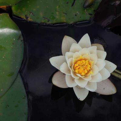 Fisher-Price Car Seat Group 61 i-Size