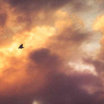 Kong Adult Dog Food 25kg Chicken - Variant 8