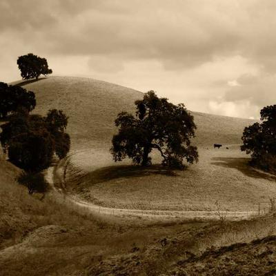 Kong Chew Toy Large - Variant 13