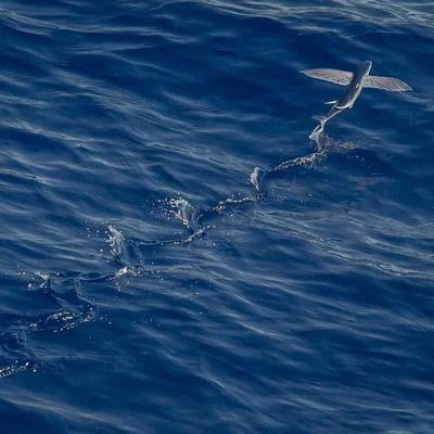 Ultra Dog Fish Food Flakes 8900g - Variant 11