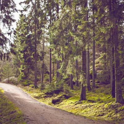 Pedigree Bird Seed Mix 93kg - Variant 12