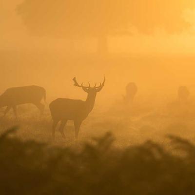 Ergotron Instant Coffee Sachets 4600pc