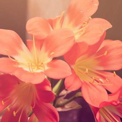 Epson Bubble Wrap 660m Roll - Variant 7