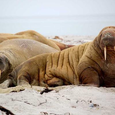 AEG Steam Generator Iron 5 Bar - Variant 5