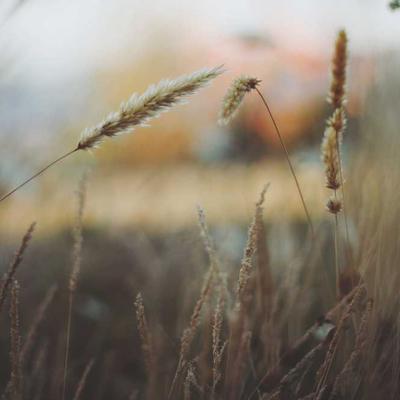 Fossil Hoop Earrings Gold - Variant 12