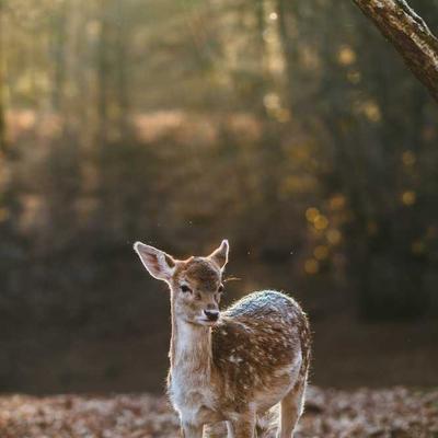 Thomas Sabo Novelty Cufflinks Set - Variant 7