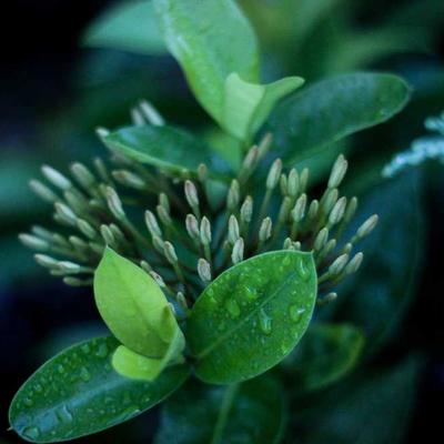 Behringer Banjo 18-String - Variant 11