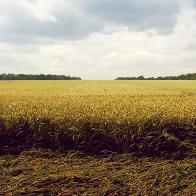 Nike Performance Polo Shirt