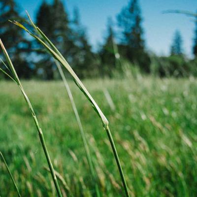 Bose Pixel 32a 128GB