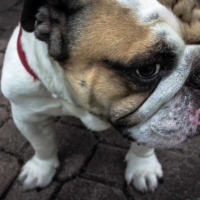 Oral-B Hyaluronic Acid Serum 56ml - Variant 9