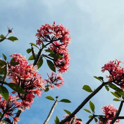 Clinique Vitamin C Serum 57ml - Variant 12