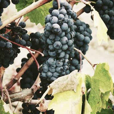 Schwarzkopf After Sun Lotion 7500ml