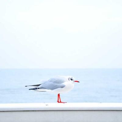 Schwarzkopf After Sun Lotion 7500ml