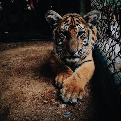 New Balance Spinning Rod 1m Medium - Variant 6