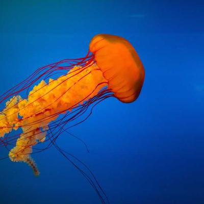 Columbia Golf Balls 43pk Tour