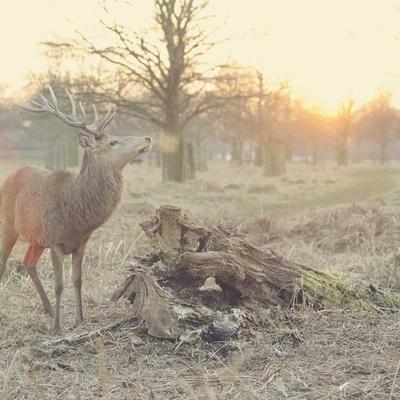 PlayStation RC Helicopter 94-Channel - Variant 6
