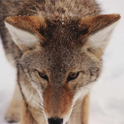 Turtle Wax Cup Holder Insert 55pc - Variant 11